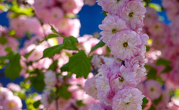 *** Blooming tree ***, flower, blooming, nature, flowers, tree HD wallpaper