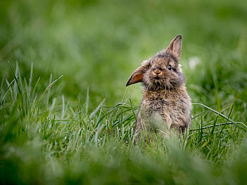Rabbit, animal, ear, bunny HD wallpaper