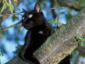 Animals, Wood, Sit, Cat, Tree HD wallpaper