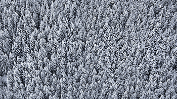 Nature, Trees, Snow, View From Above, Snow Covered, Snowbound HD wallpaper