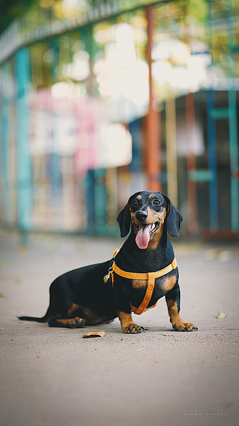 Animals, Dog, Stroll, Protruding Tongue, Tongue Stuck Out, Dachshund HD phone wallpaper