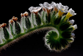 Strange Flowers, white, nature, strange, flower HD wallpaper