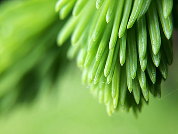 Plant, Macro, Blur, Smooth, Branch HD wallpaper