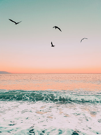 Nature, Birds, Sea, Twilight, Waves, Dusk HD phone wallpaper