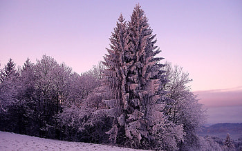 Winter, Nature, Lilac, Snow, Ate HD wallpaper