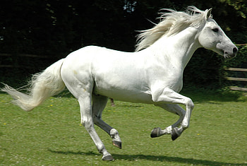 White PRE, spanish, andalusian, horses, white, pre HD wallpaper
