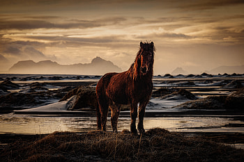 Majestic Horse at Dusk – Animal, Animal, horse HD wallpaper