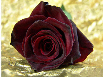 Curious color rose, rose, nature, petal, flower HD wallpaper