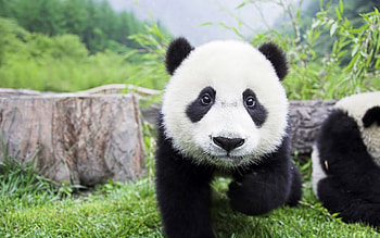 Baby Panda, Pandas HD wallpaper