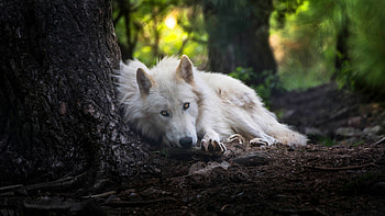 White wolf elegance, Graceful in snow, Arctic beauty, Winter's guardian HD wallpaper