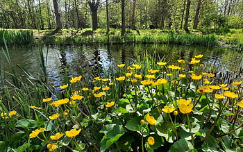 Marsh Marigolds, Latvia, flowers, water, spring HD wallpaper