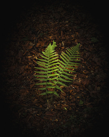 Nature, Leaves, Macro, Fern, Branches HD phone wallpaper