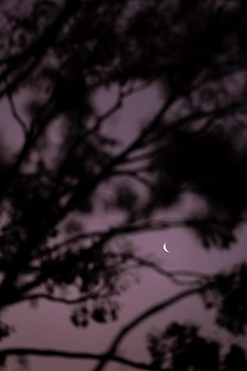 Nature, Sky, Moon, Branches, Evening HD phone wallpaper