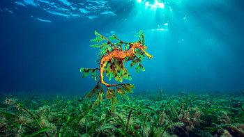 Seahorse, underwater, ocean, animals HD wallpaper