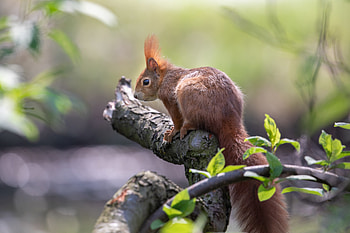 Animals, Squirrel, Wood, Tree, Animal, Rodent HD wallpaper