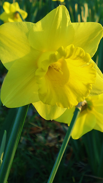 Daffodil, Daffodil Yellow Flower HD phone wallpaper
