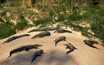 Crocodile Animals - , Background HD wallpaper