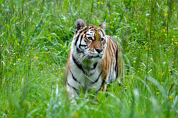 Animals, Grass, Predator, Big Cat, Tiger HD wallpaper