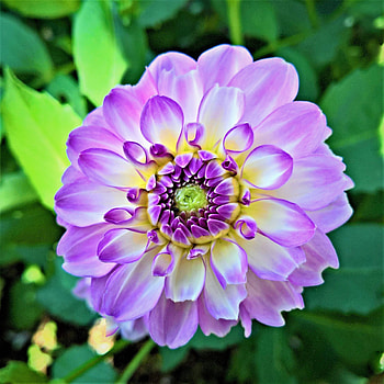 Dahlia, flower, close up, bloom HD phone wallpaper