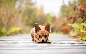 Dogs , Adorable Chihuahuas, Canine companions, Pure joy HD wallpaper