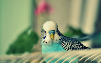Animals, Birds, Parrots HD wallpaper