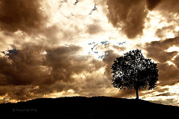 storming sky and lonely tree, storming, sky, nature, lonely, tree HD wallpaper