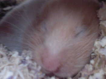 Sleeping Hamster, hamster, sleeping HD wallpaper