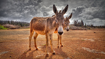 Little Donkey, cute, donkey, animals, christmas HD wallpaper