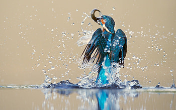 Animals, Birds HD wallpaper