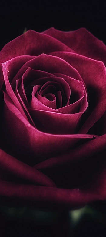Rose, Cute and romantic, Red and black, Floral beauty HD phone wallpaper