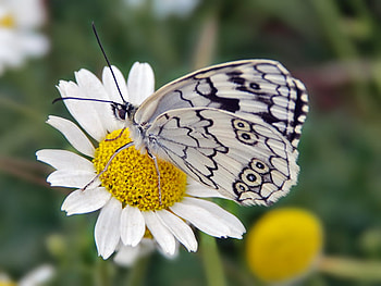 white butterfly, white, black, butterfly, nature, flowers HD wallpaper