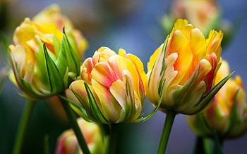 Bouquet of Tulips, Flowers, Yellow, Tulips, Red HD wallpaper