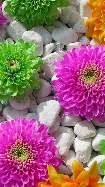Flowers , Big Flowers HD phone wallpaper
