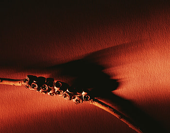 Macro, Dark, Branch, Dry HD wallpaper