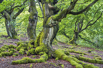 Hutewald Halloh, Beech Tree HD wallpaper
