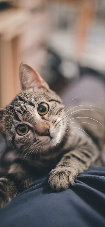 Cat, Best feline , Stunning display, purr-fection HD phone wallpaper