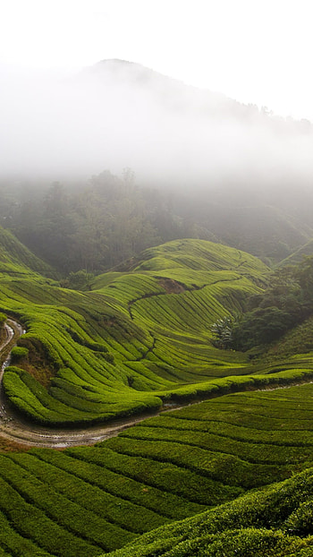 Cameron Highlands, Malaysia HD phone wallpaper