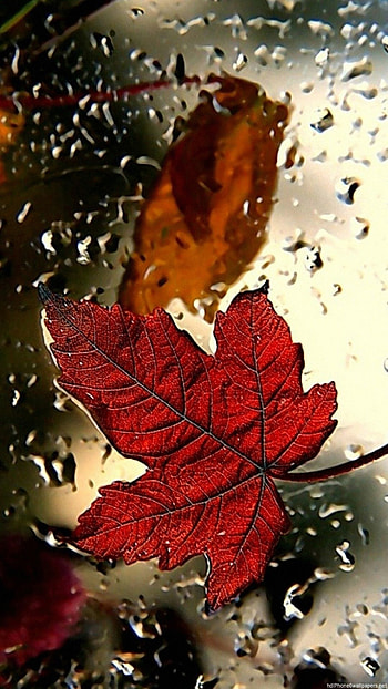 Maple leaf, Nature's beauty, Rustic charm, Fall season HD phone wallpaper