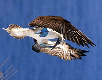 Amazing Bird, cool, amazing, bird HD wallpaper