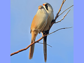 Beautiful Birds, cool, beautiful, birds HD wallpaper