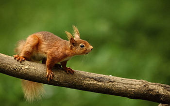 Animals, Sit, Branch, Christmas Tree, Curiosity HD wallpaper