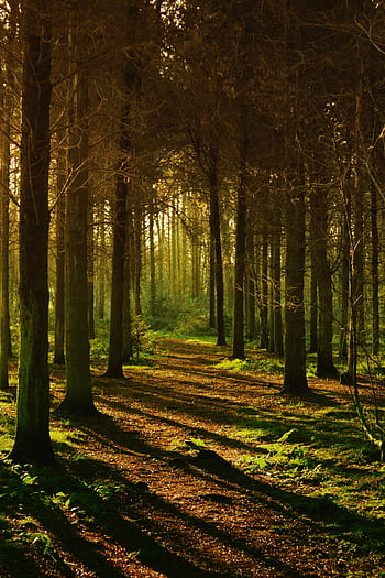 Autumn forest with sunlit path and shadows creating a peaceful and mysterious atmosphere. HD phone wallpaper