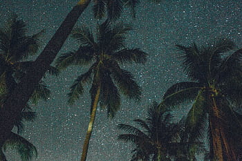 Tropical palm trees frame a starry night sky, capturing the serene beauty of nature. HD wallpaper