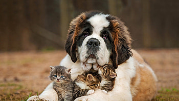 Cute baby cat and big dog nice animal HD wallpaper