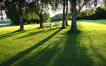 Landscape, Trees, Grass HD wallpaper