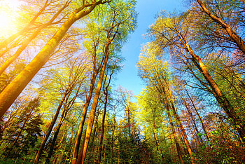 Trees Forest , forest, trees HD wallpaper