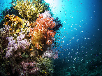 Colorful Coral & Sealife, Underwater, Sealife, Fish, Nature, Colorful, Oceans, Coral Reefs HD wallpaper