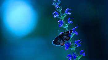 Butterfly Blue Flowers, butterfly, flowers, plants HD wallpaper
