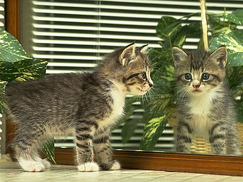 Cat in mirror, kitten, mirror, plant, cat HD wallpaper