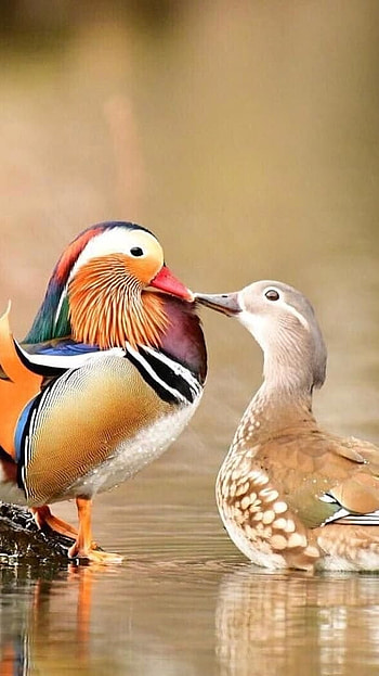 Mandarin Duck, Romantic, Duck HD phone wallpaper